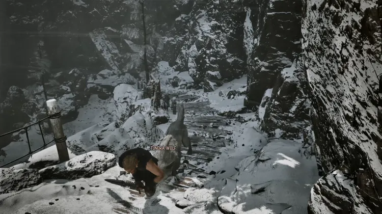 Wolf