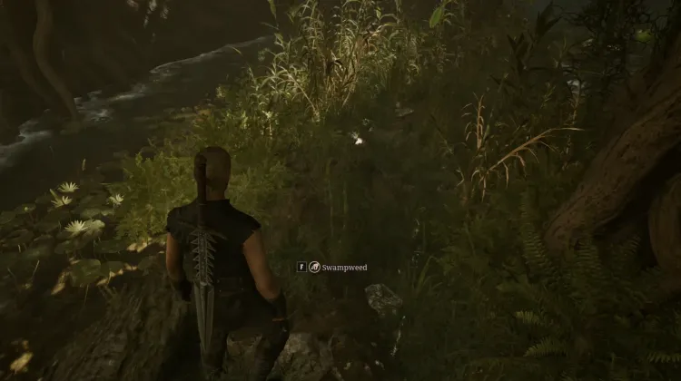 Swampweed