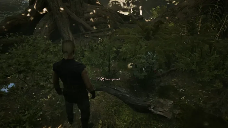Swampweed