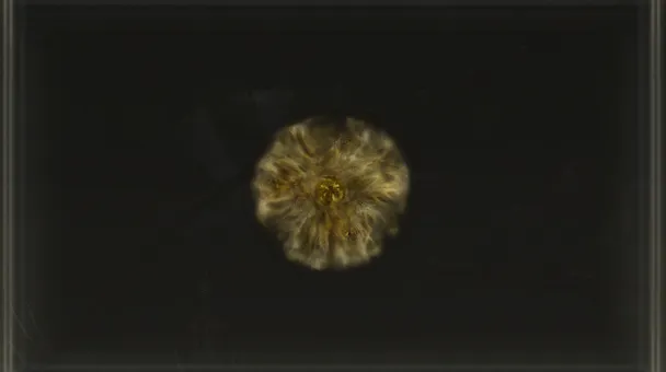 Golden Rune [10]