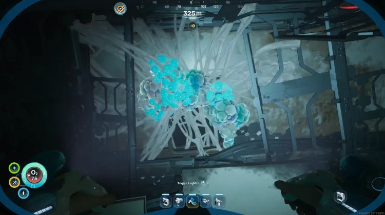 Bloom Biofilm