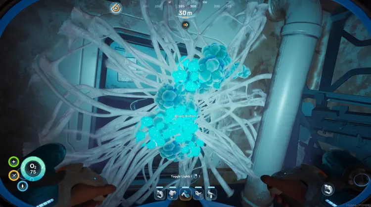 Bloom Biofilm