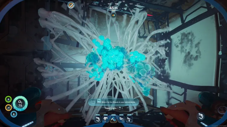 Bloom Biofilm
