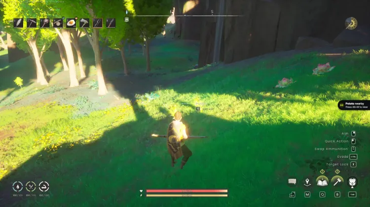 Potato
