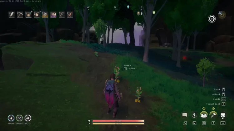 Potato