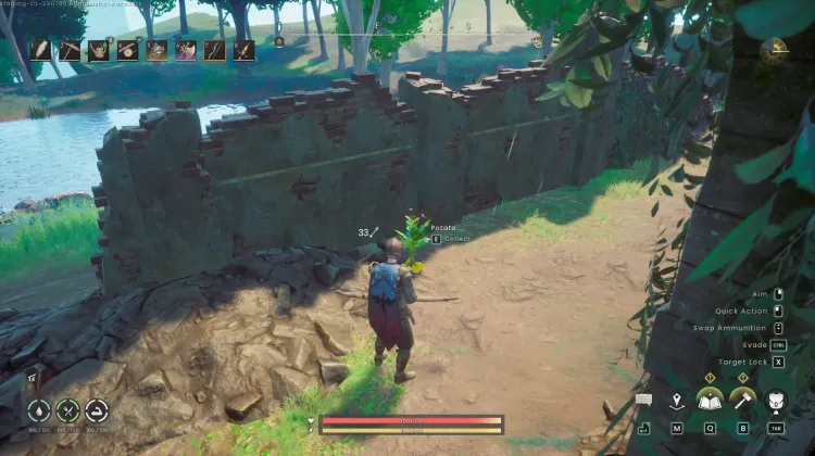 Potato