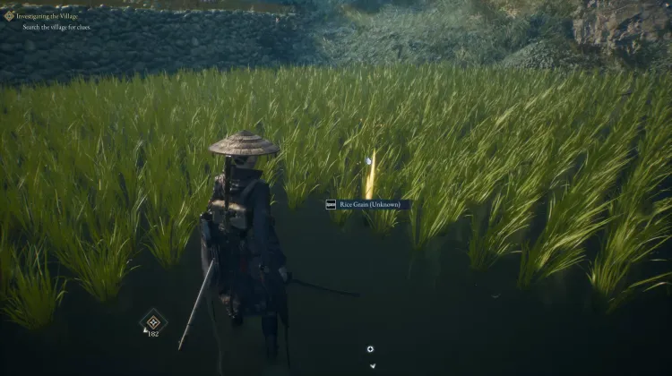 Rice
