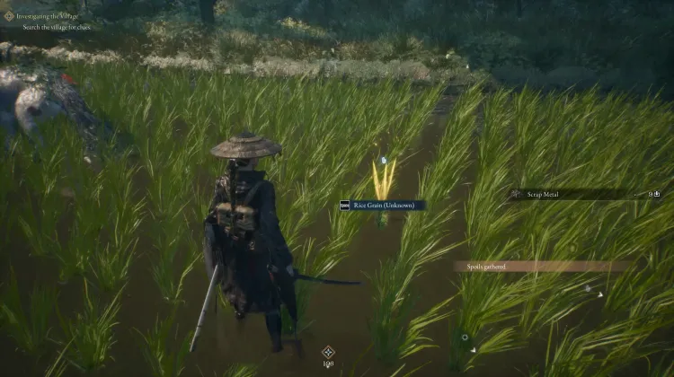 Rice