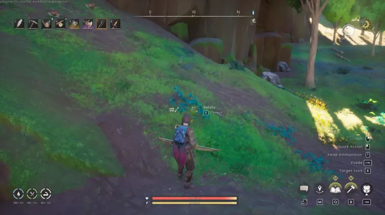 Potato