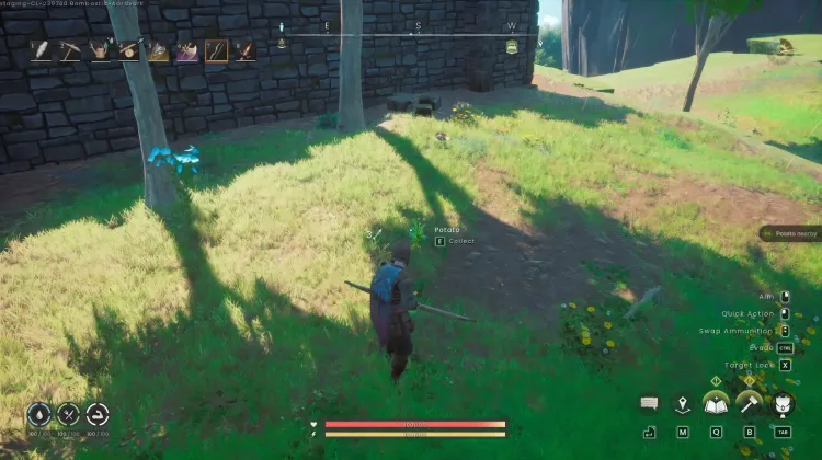 Potato