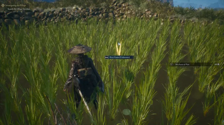Rice