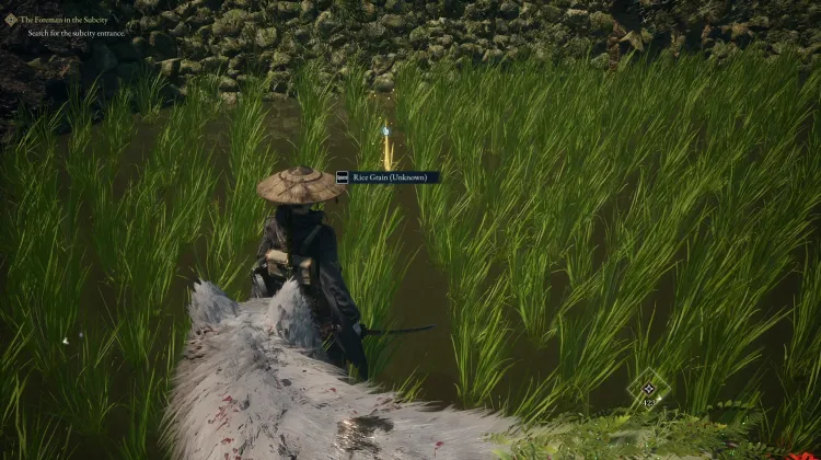 Rice