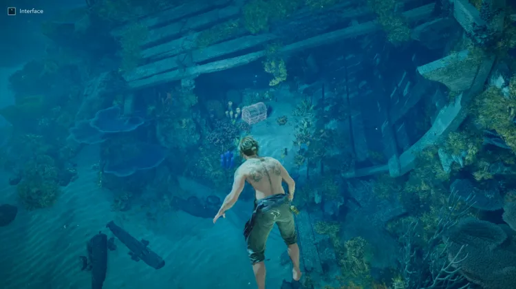 Chest