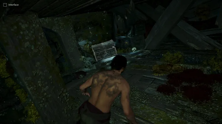 Chest