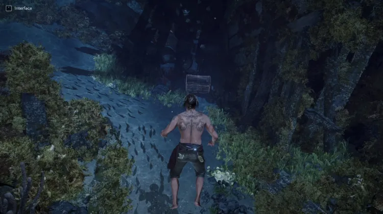 Chest