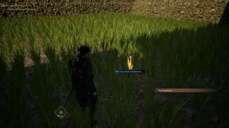 Rice
