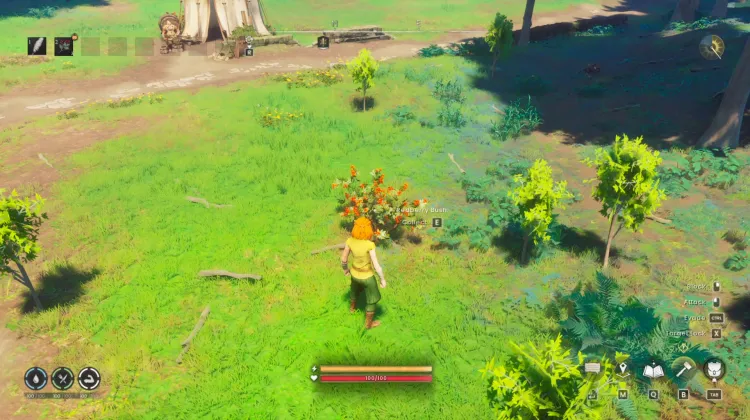 Redberry Bush x4