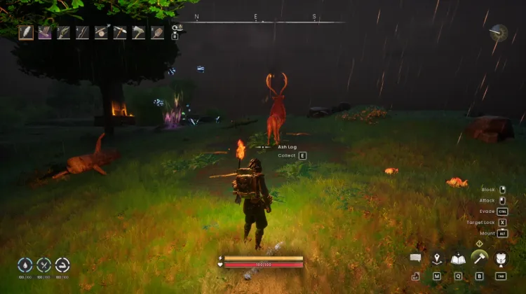 Deer