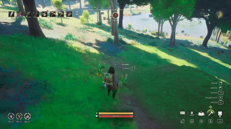 Potato x4