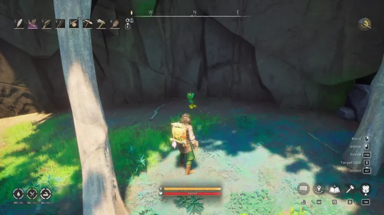 Potato