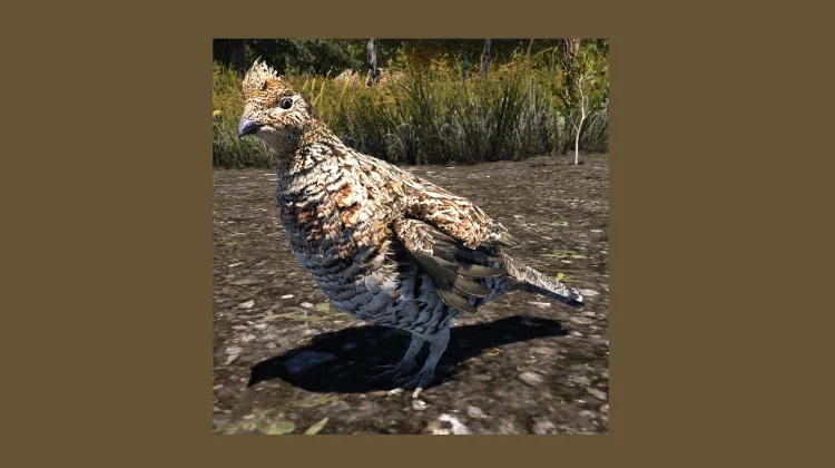 Ruffed Grouse