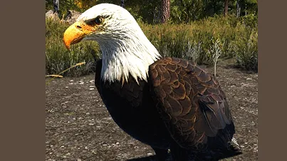 Bald Eagle